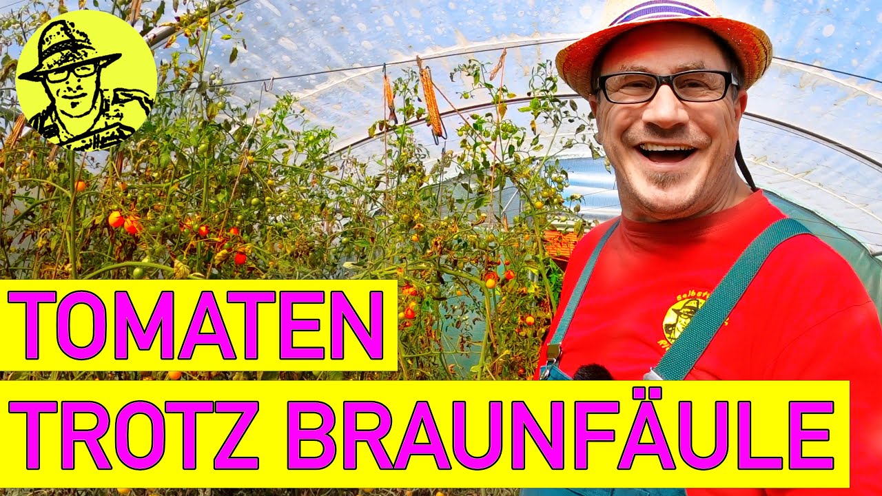 Die unglaubliche Tomatenernte 2021 (mein Trick). UND: So machst du echte italienische Tomatensauce.