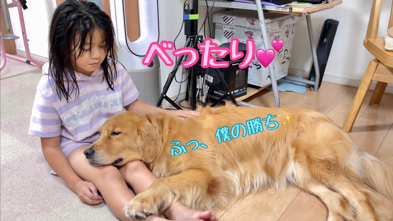 パパを横目に、勝ち誇ったように娘の膝枕を独占する大型犬クッキー【ゴールデンレトリバーとミニチュアダックスフンド】
