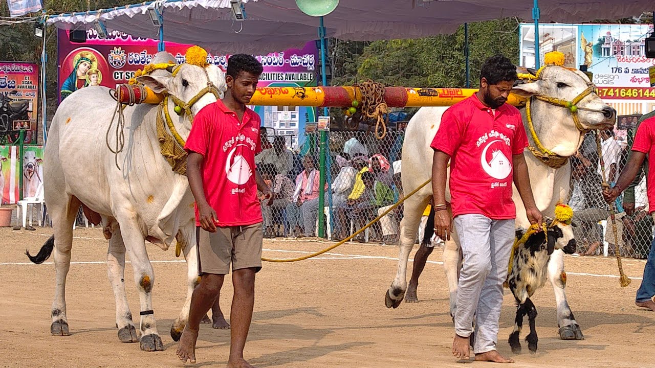 2026-రెంటచింతల.6పళ్ళు.8వ జత.యద్దనపల్లి పెద్దబ్బాయి బుజ్జి మెమోరియల్ Y.మనోజ్ చౌదరి రావిపాడు పల్నాడు