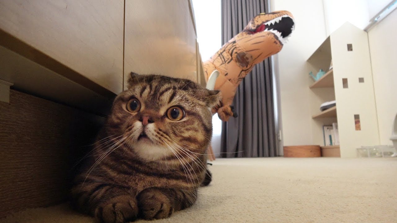 ME IN A DINOSAUR COSTUME SHOWED UP TO THE CATS (ENG SUB)