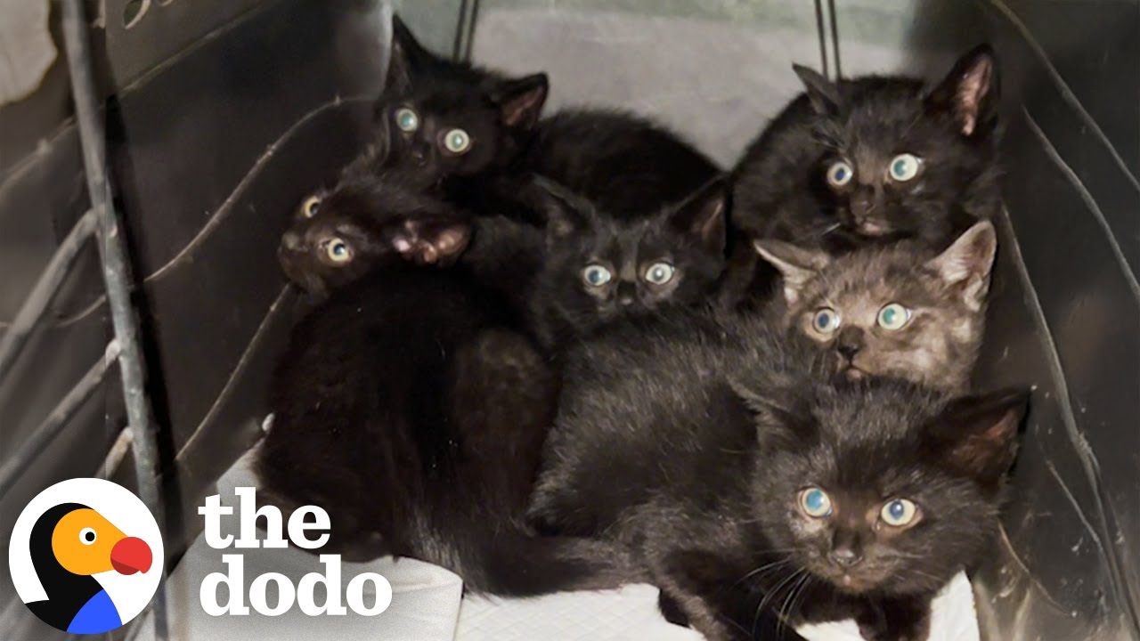Woman Rescues Six Tiny Kittens From A Parking Garage | The Dodo