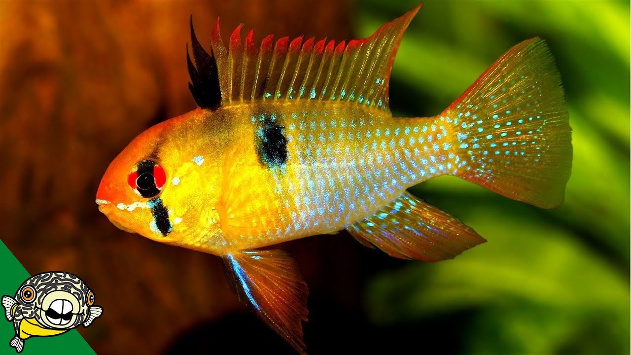 How to care for German Blue Ram Cichlids