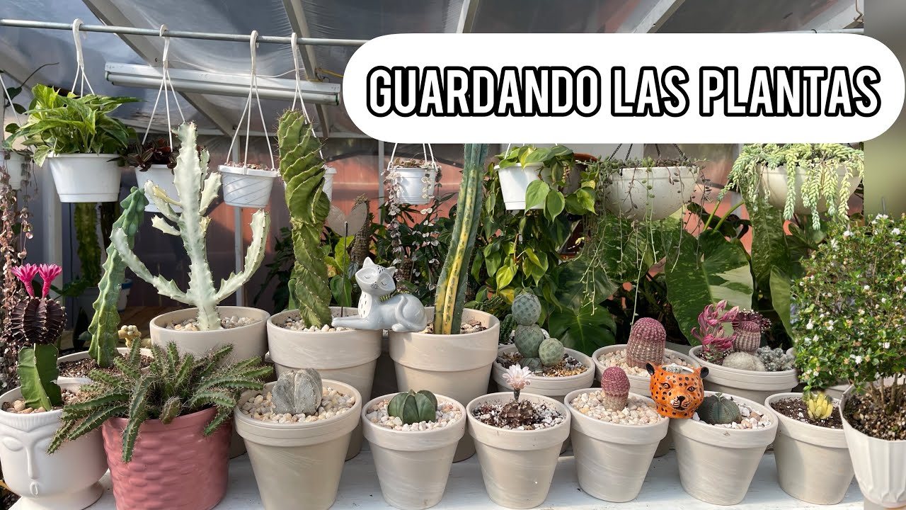 RESGUARDANDO LAS PLANTAS EN EL INVERNADERO Ivet Suculentas