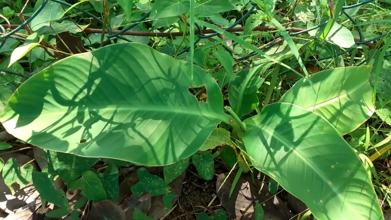 Canna Indica (Indian Shot) Plant - Canna lily plant