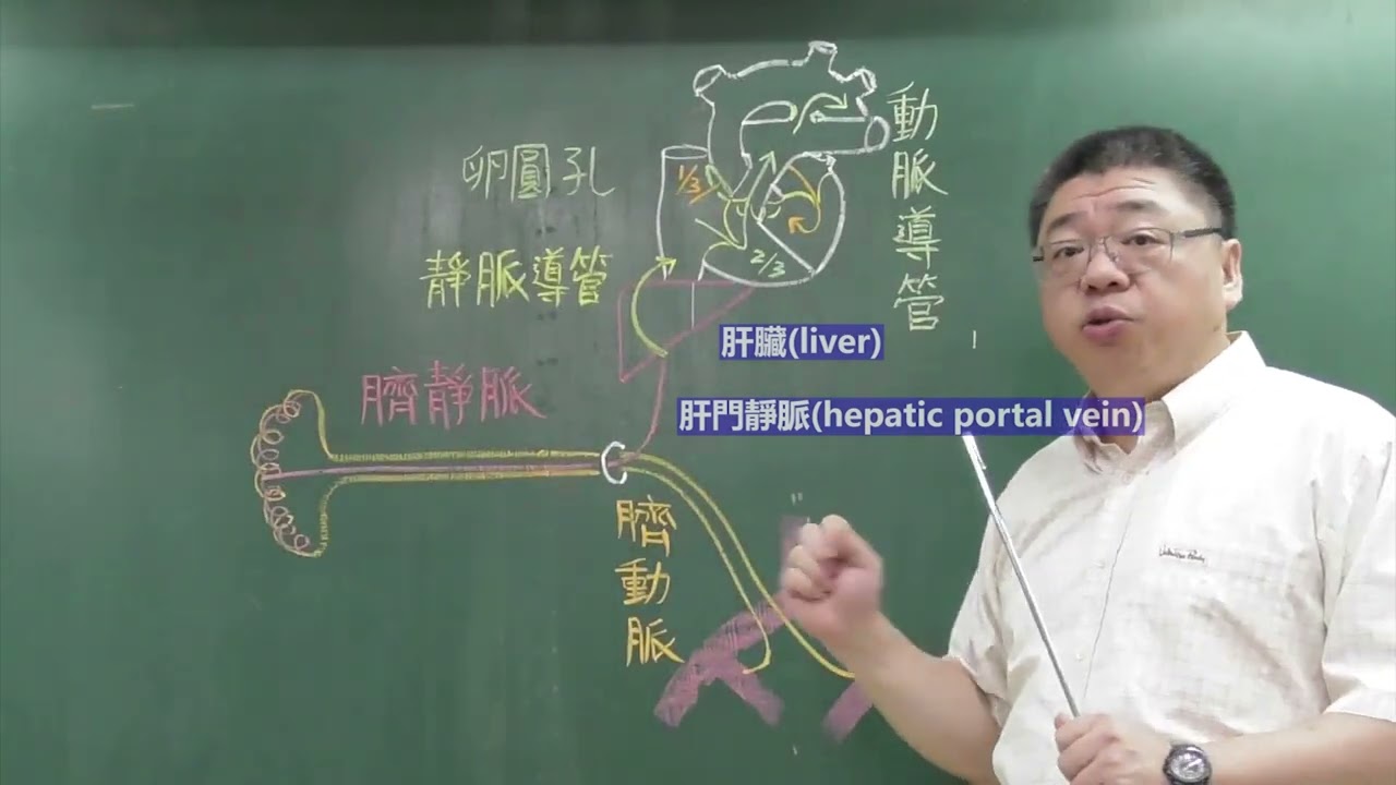 11 17 胎兒循環