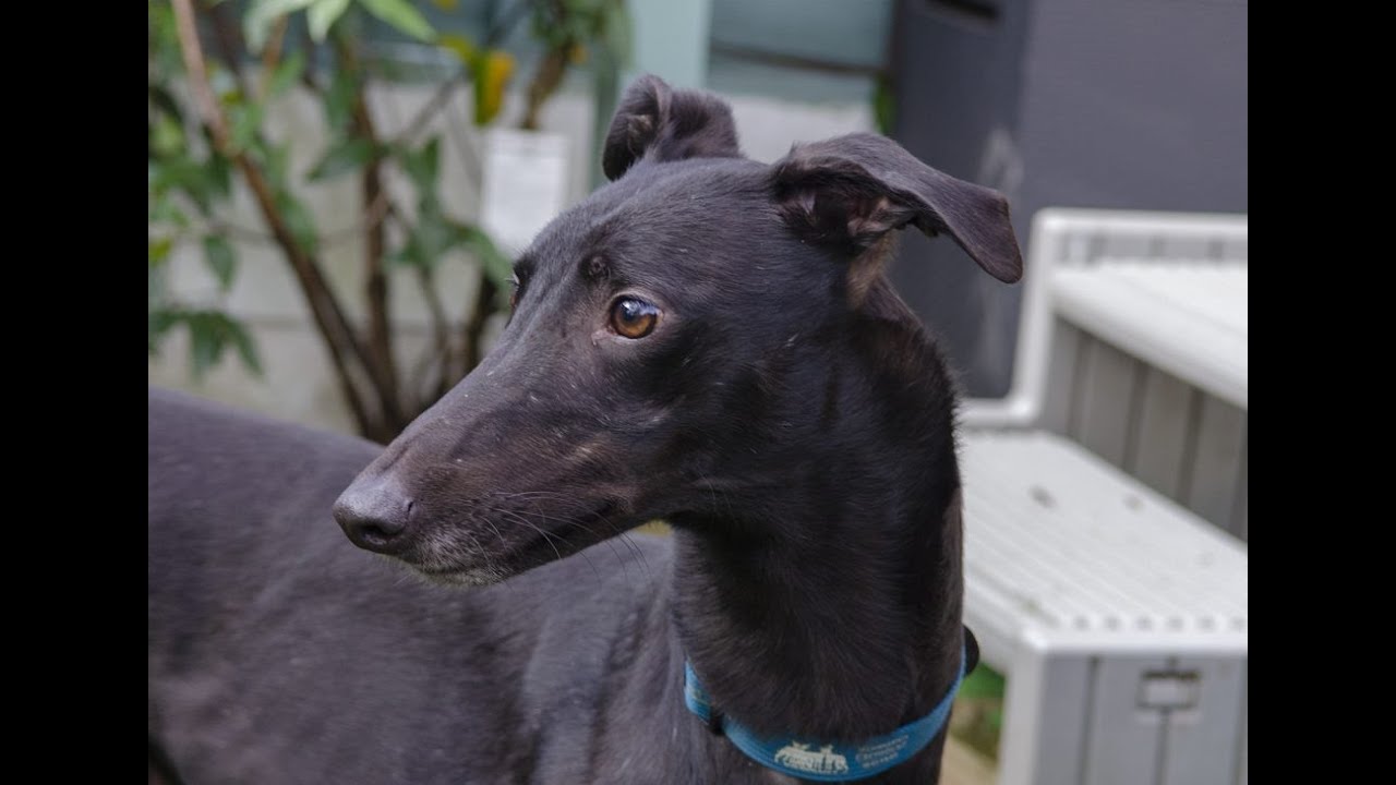 Wimbledon Greyhound Welfare - Renaming Rebel