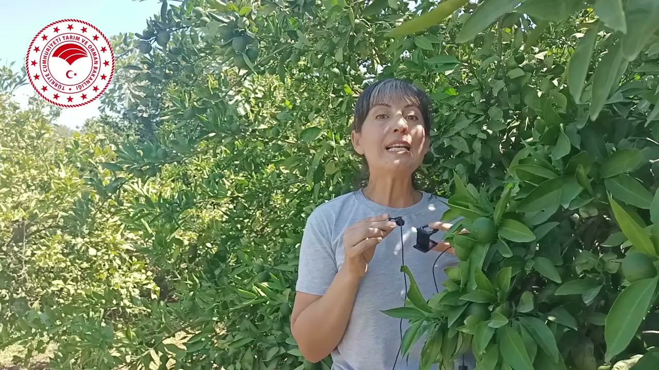 MANDALİNADA HASTALIK VE ZARARLILAR İLE MÜCADELE
