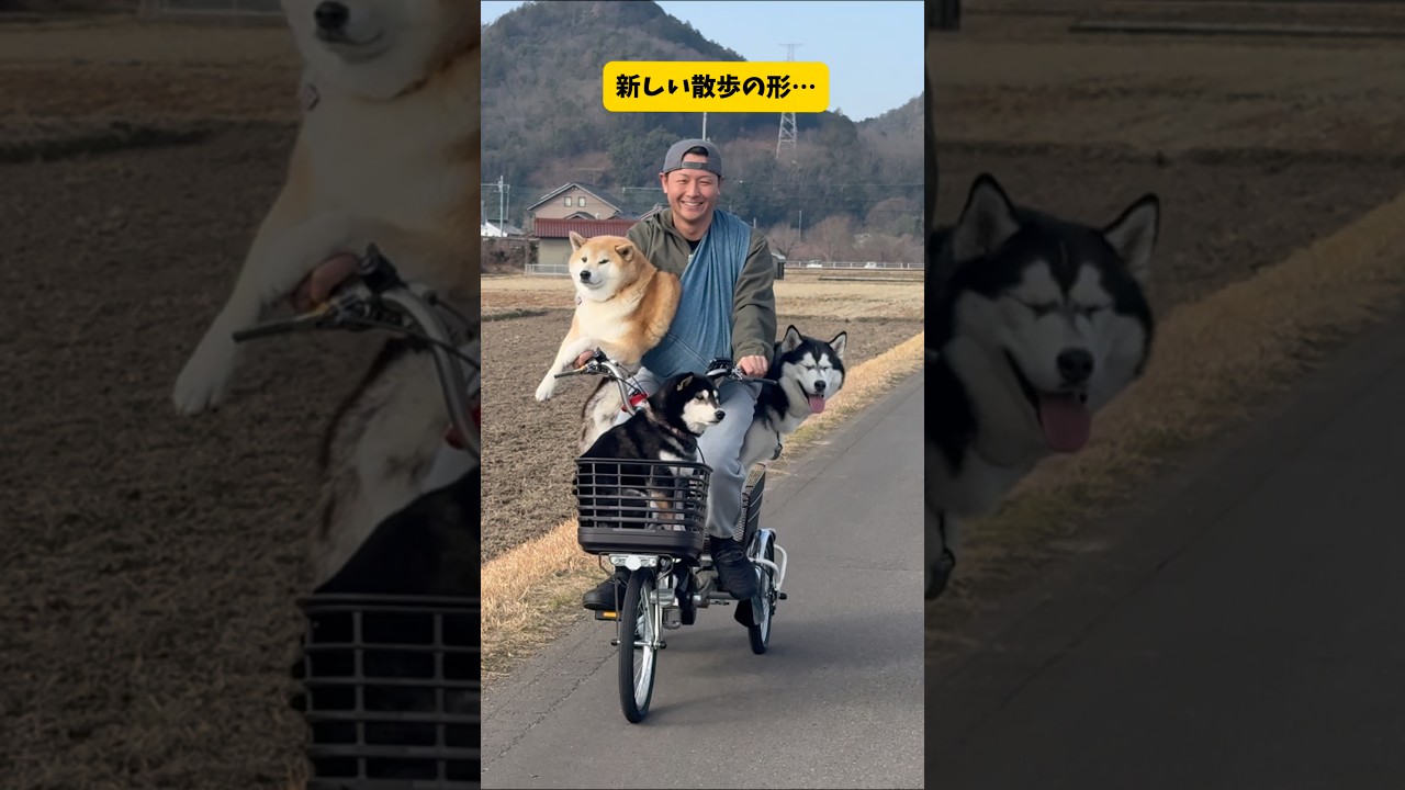 全ての犬達が散歩拒否した結果&hellip; #柴犬 #シベリアンハスキー#shorts