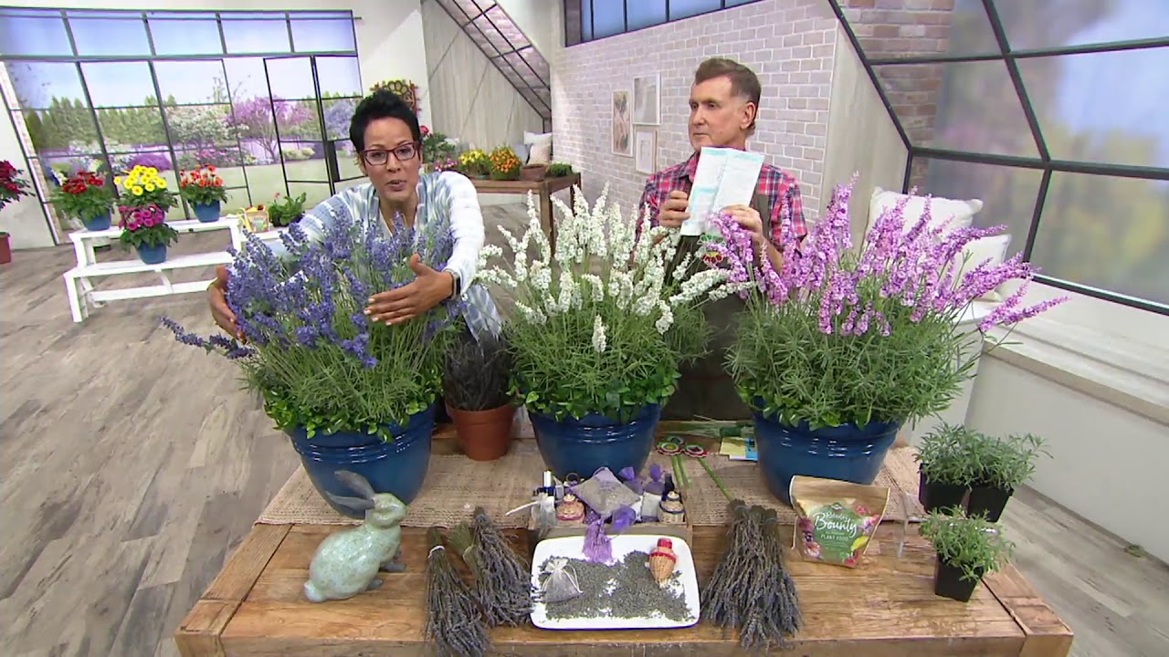 Roberta's 3-Piece Pink, White and Blue Hardy Lavender on QVC