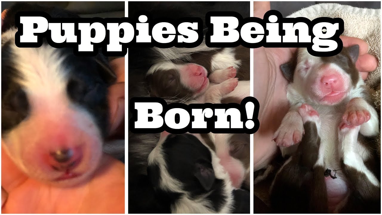 AMAZING PUPPIES BEING BORN! MIRACLE OF LIFE! Border Collie Puppies!