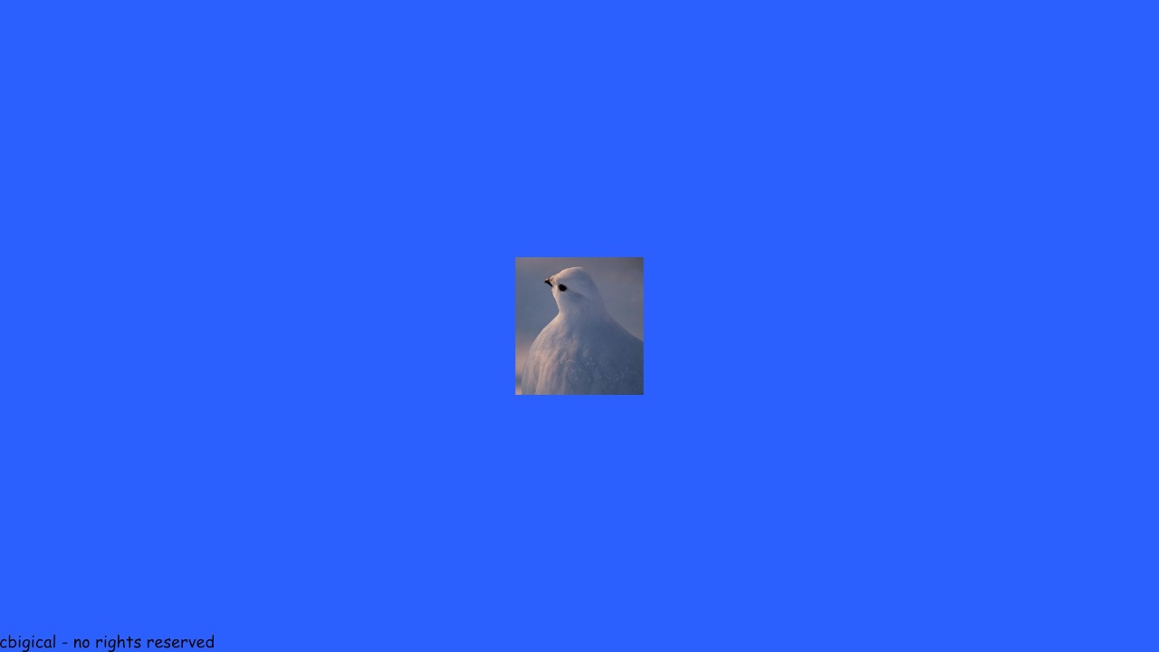 untitled bird song