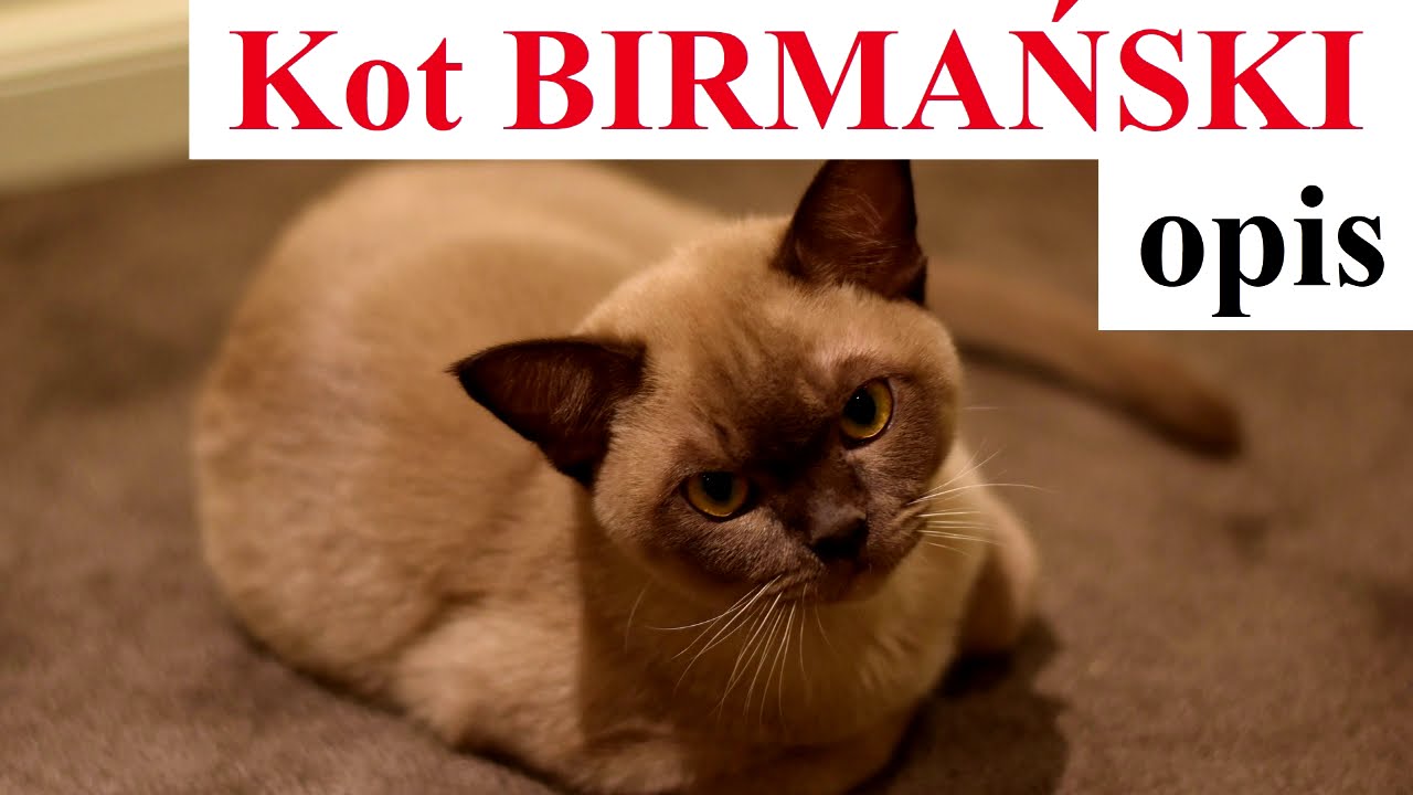 Kot BIRMAŃSKI - OPIS RASY, charakter, zdrowie, historia, wady i zalety