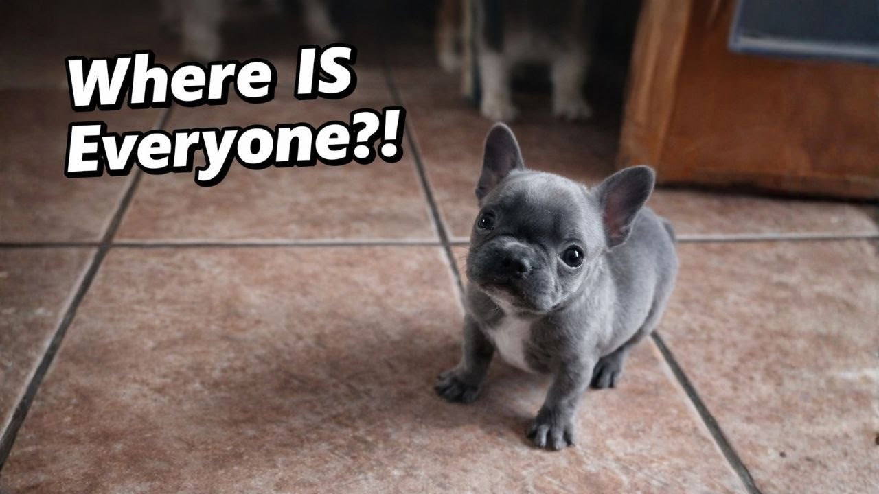 Tiny Frenchie Is Upset Because He Can’t Find Anyone in Hide and Seek 😂🐶