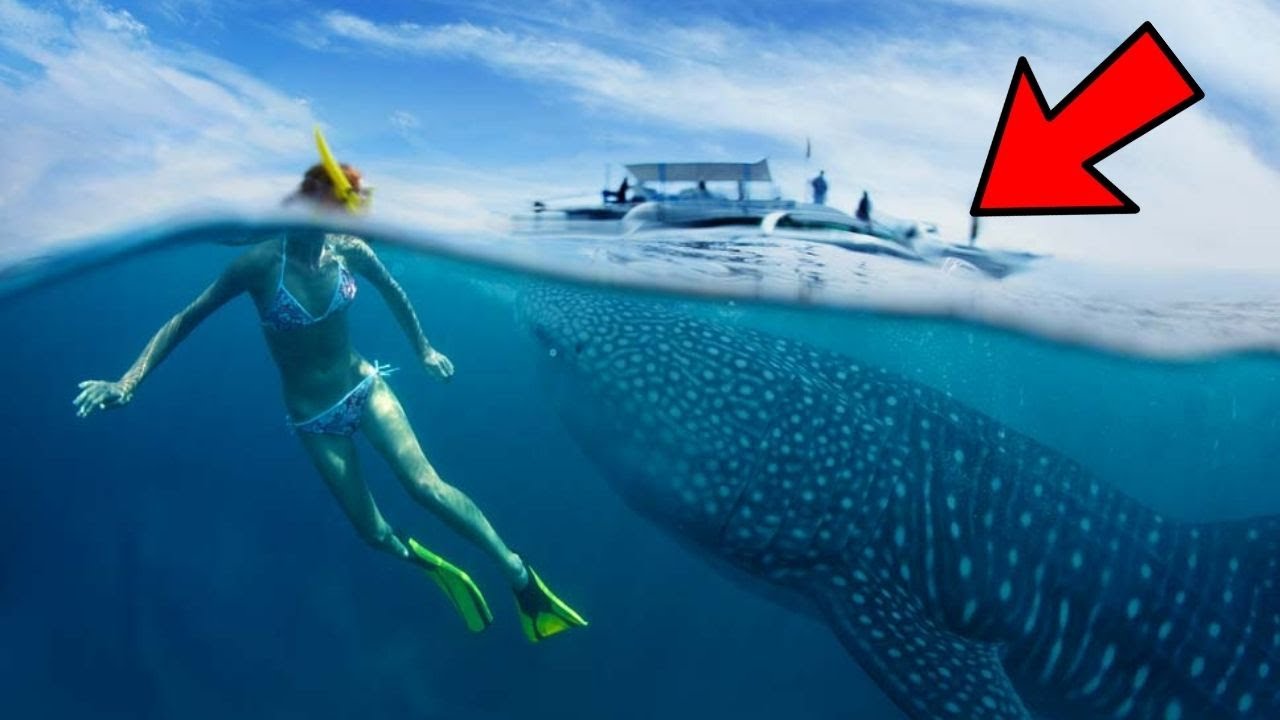 The World's Largest Animals You Should Know About NOW!