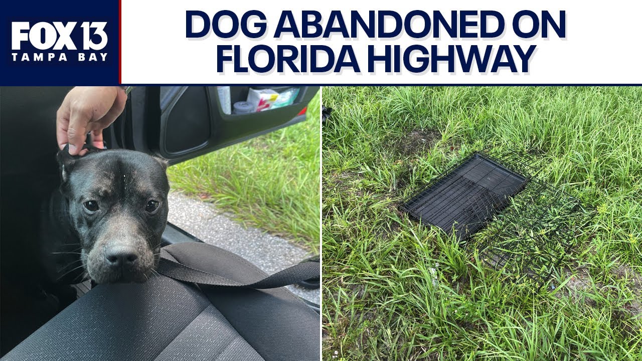 Caged dog found abandoned on I-275 in Florida