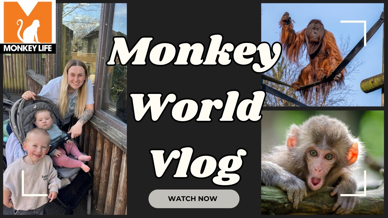 Monkey World 2025 Vlog - 2 Year Old Hi-Five MONKEY! 🐵 🙉