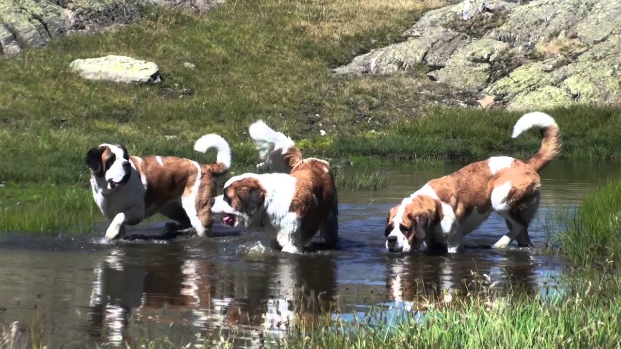 Hiking with St. Bernard Dogs in Switzerland