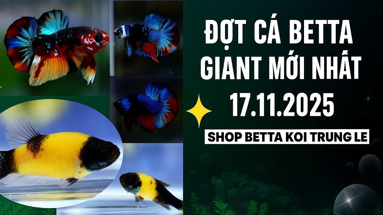ĐỢT CÁ BETTA GIANT MỚI NHẤT 17.11.2025 | SHOP BETTA KOI TRUNG LE