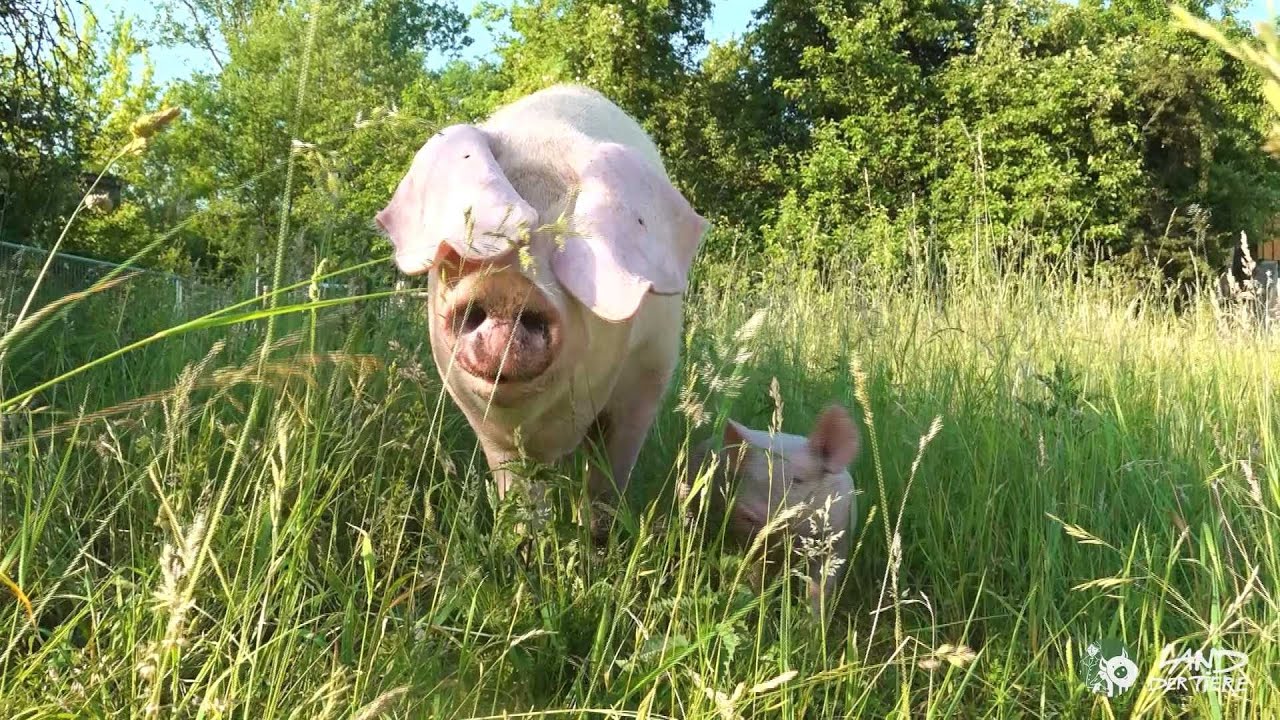Hanna & ihre Ferkel: Endlich frei! 🐖❤