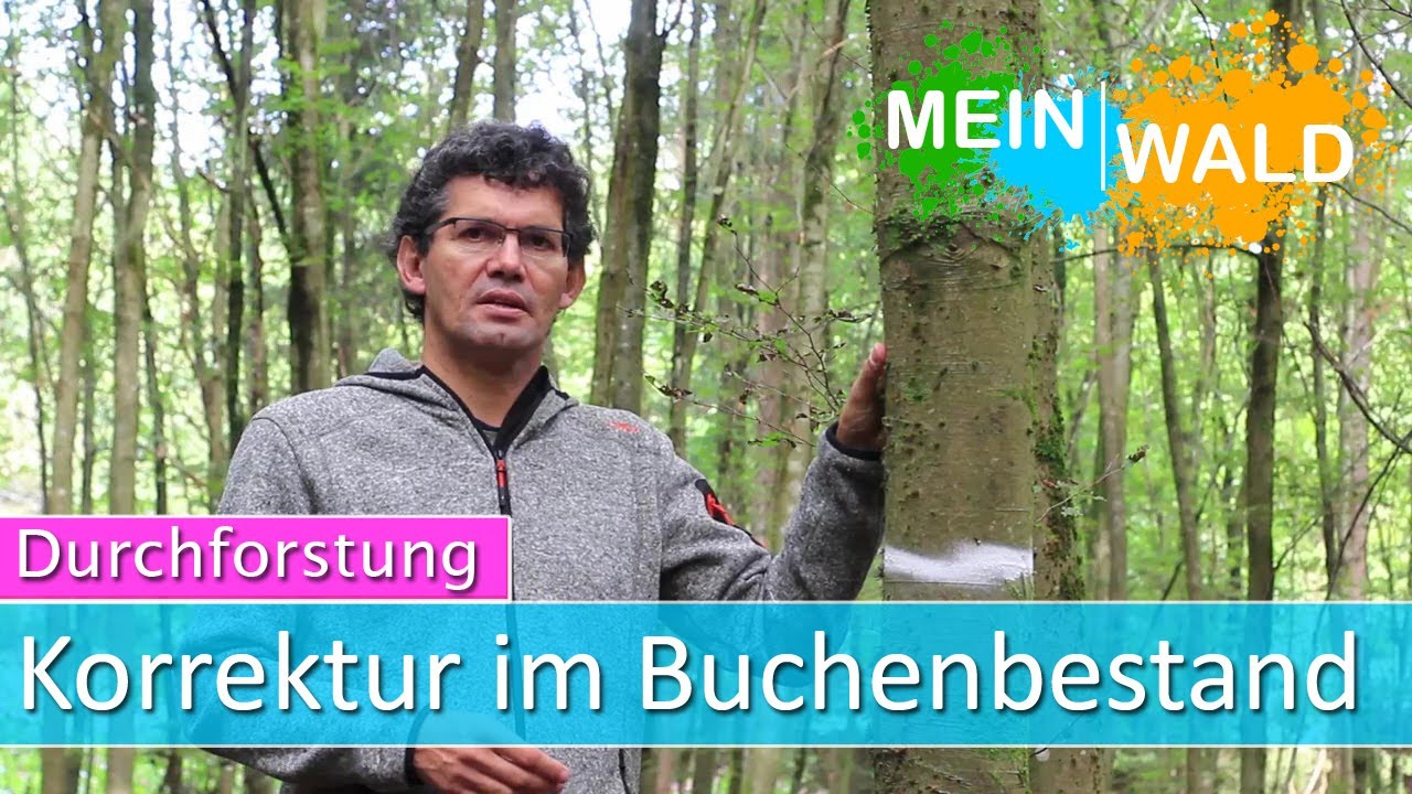 Korrektur im Buchenbestand - Durchforstung #5