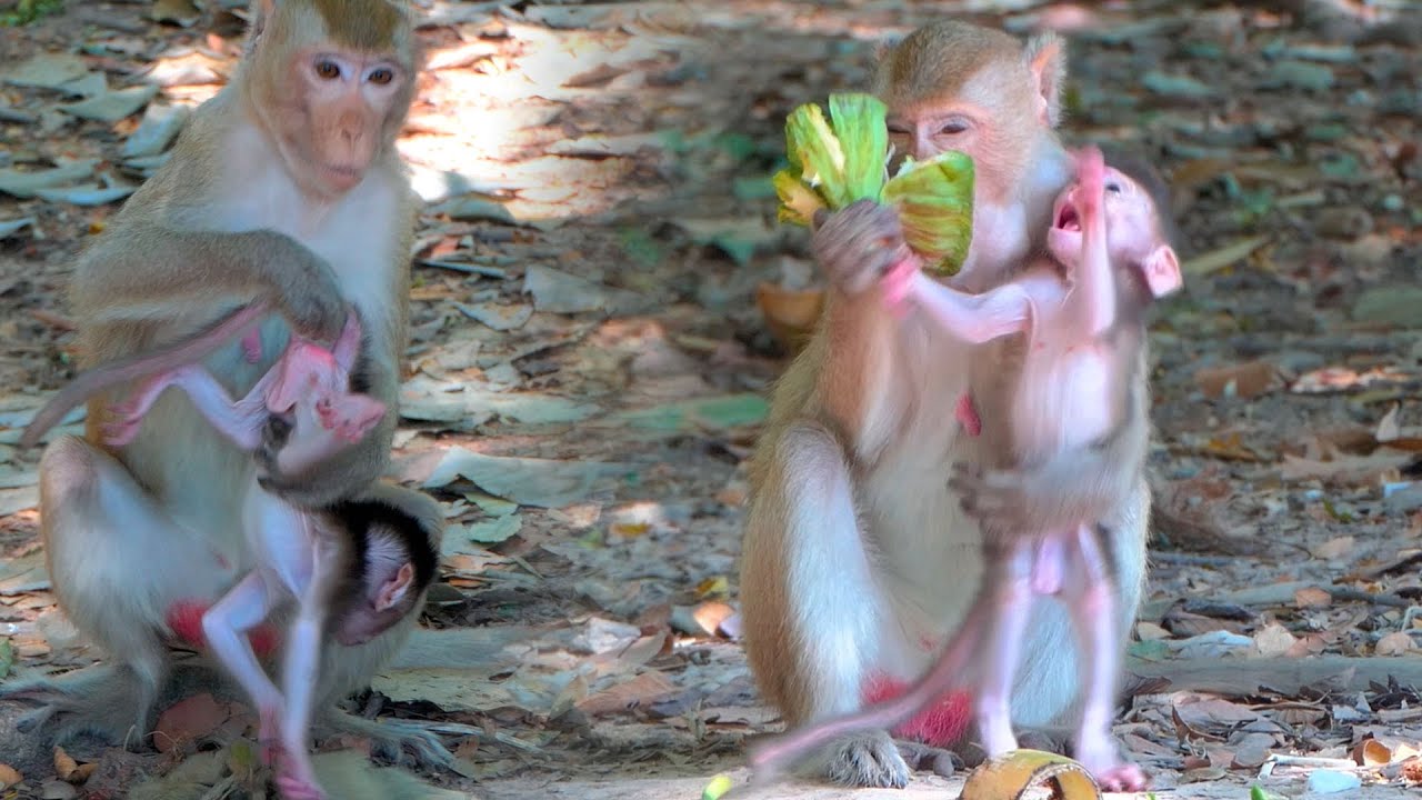 Distressed Tiny Baby Shows Strange Behavior as Young Mother Monkey Appears Tense and Uncertain