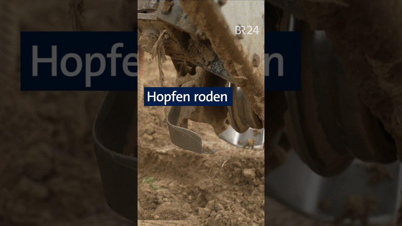 Hopfen roden #unserland #landwirtschaft #hopfen #shorts