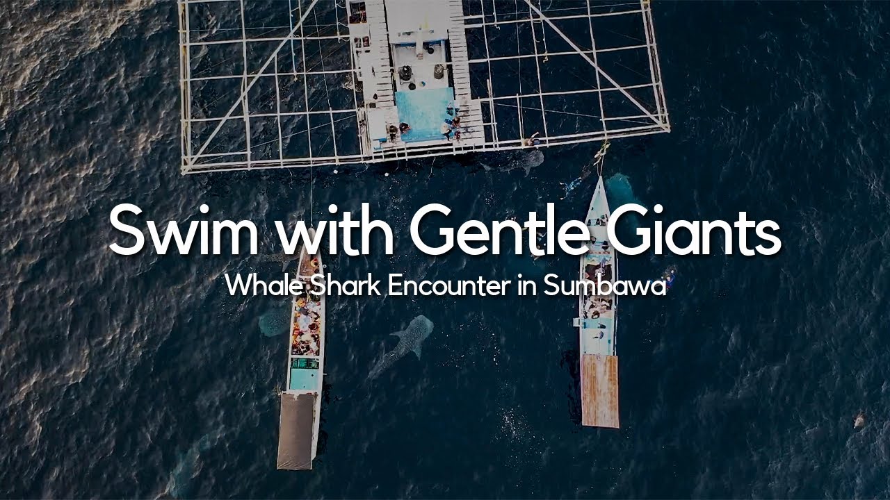 Swim with Gentle Giants: Whale Shark Encounter in Sumbawa