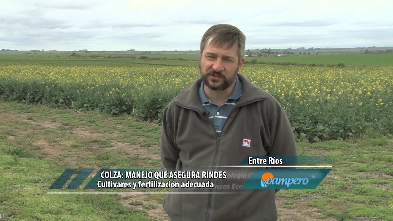 Pampero TV. 15-12-2015. Sugerencias para el buen manejo de colza.
