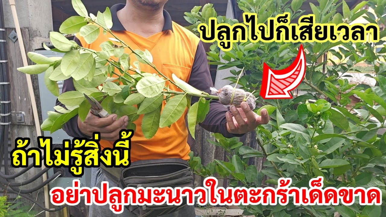 อย่าทำ‼️วิธีปลูกมะนาวกิ่งตอนในตะกร้า ที่ถูกต้องที่สุด ให้ผลผลิตไว ลูกดกแน่นอน