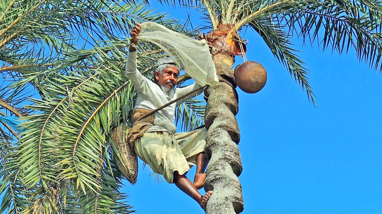 How to Make Traditional Date Molasses in South Asia?