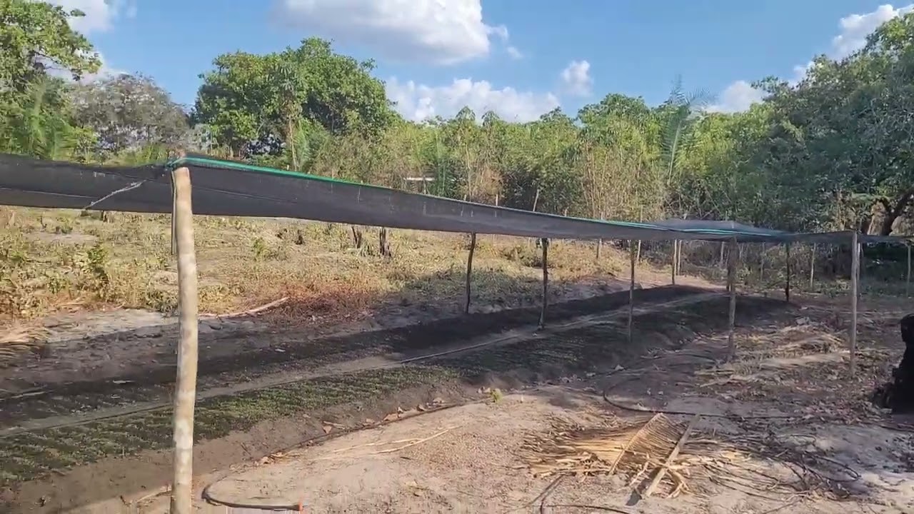 Fazendo uma horta, como comecei minha plantação e germinação do coentro para vender. dinheiro rápido