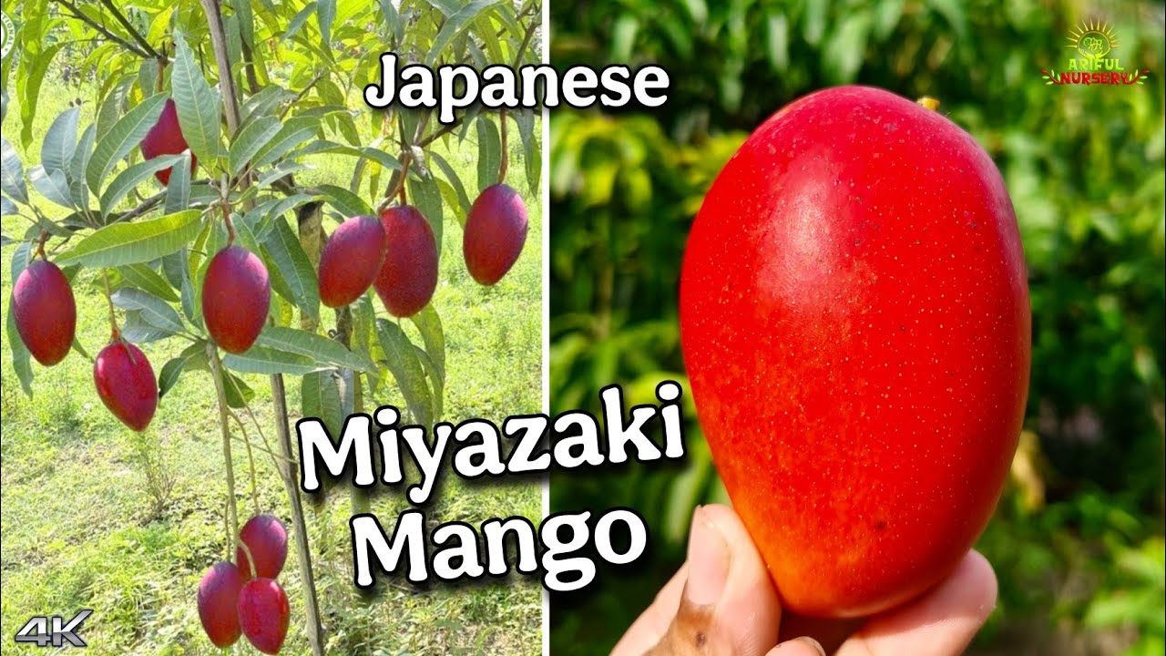 Miyazaki Mango Farming