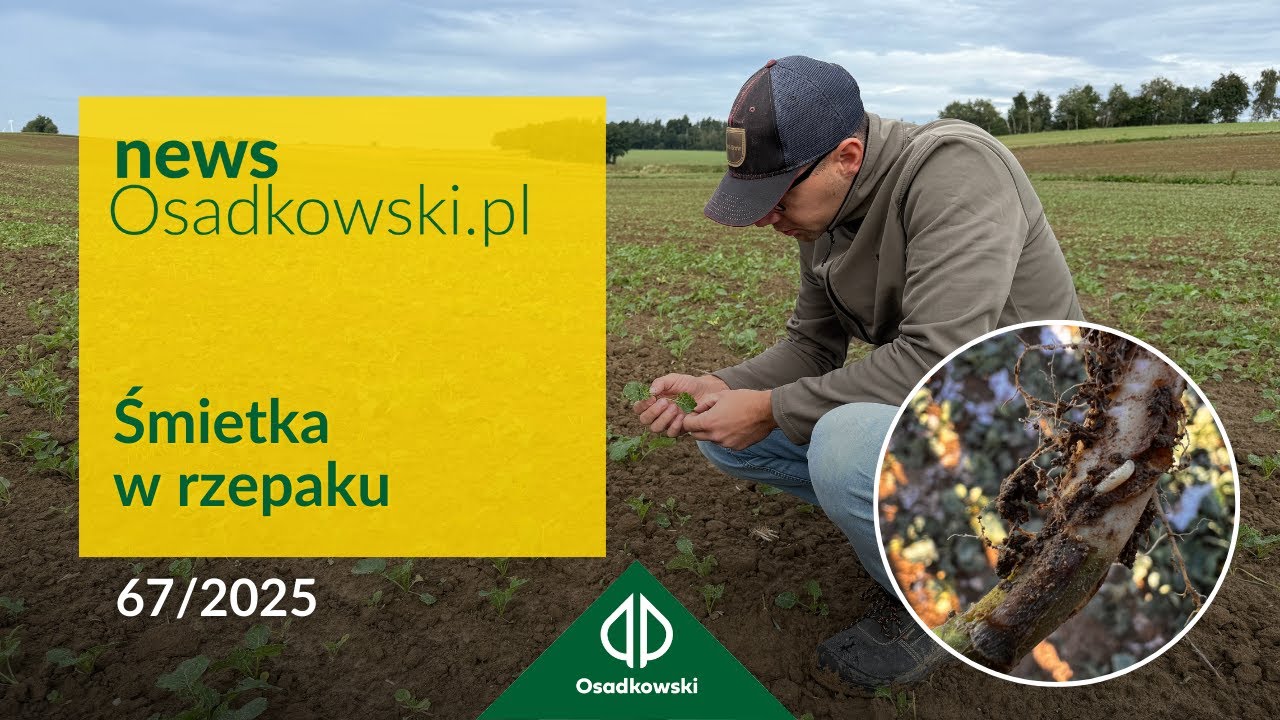 Kiedy pryskać rzepak na śmietkę? Pułapki, próg szkodliwości, strategia ochrony!