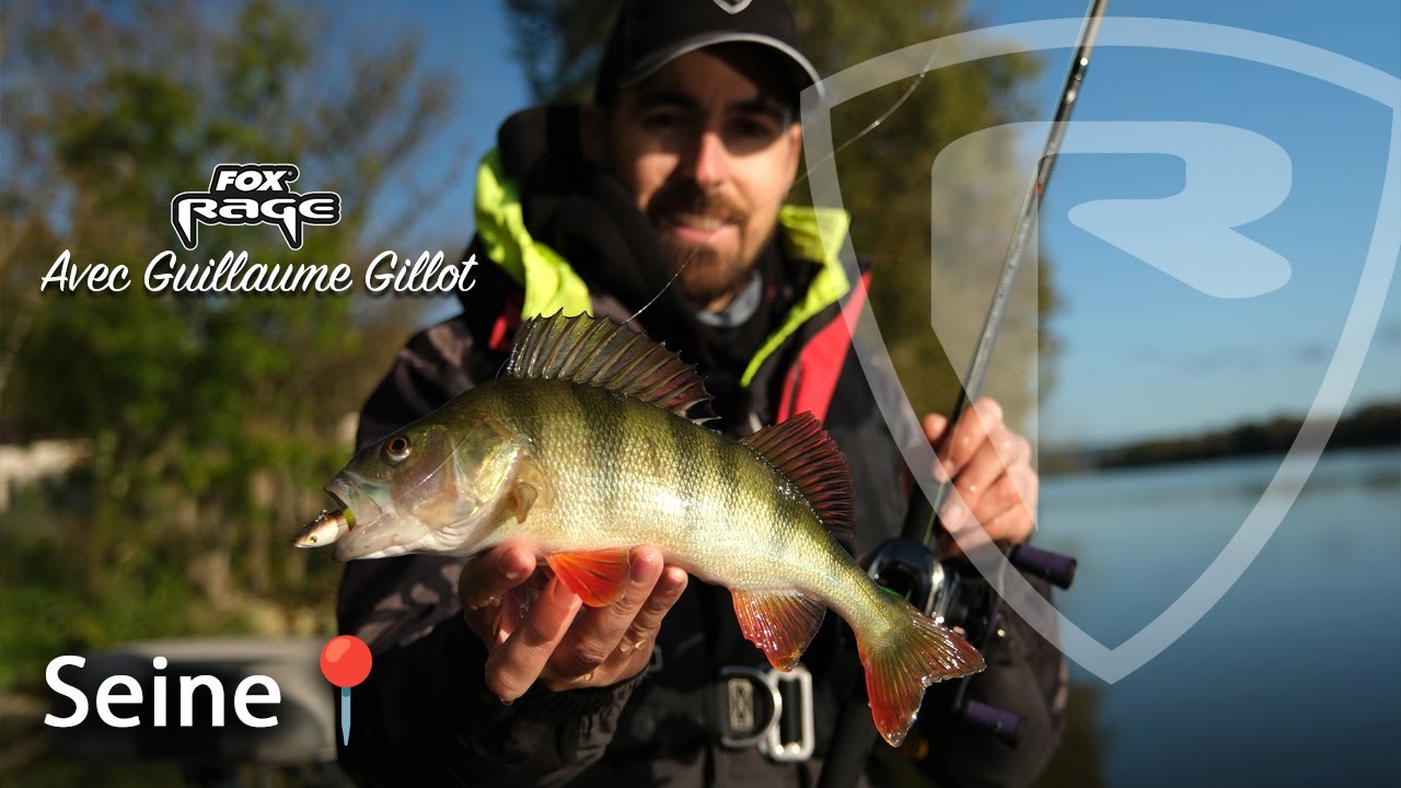 Multi espèces en Seine #foxrage