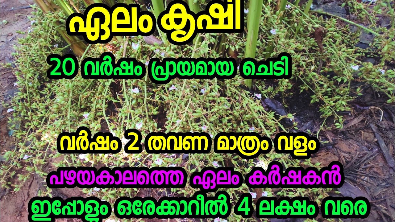 ഞാള്ളാനീ ഏലം 20 വർഷക്കാലം പഴയചെടി ഇന്നും ഏക്കറിൽ4ലക്ഷം വരെ #best  #njallani #cardamom plant #elam