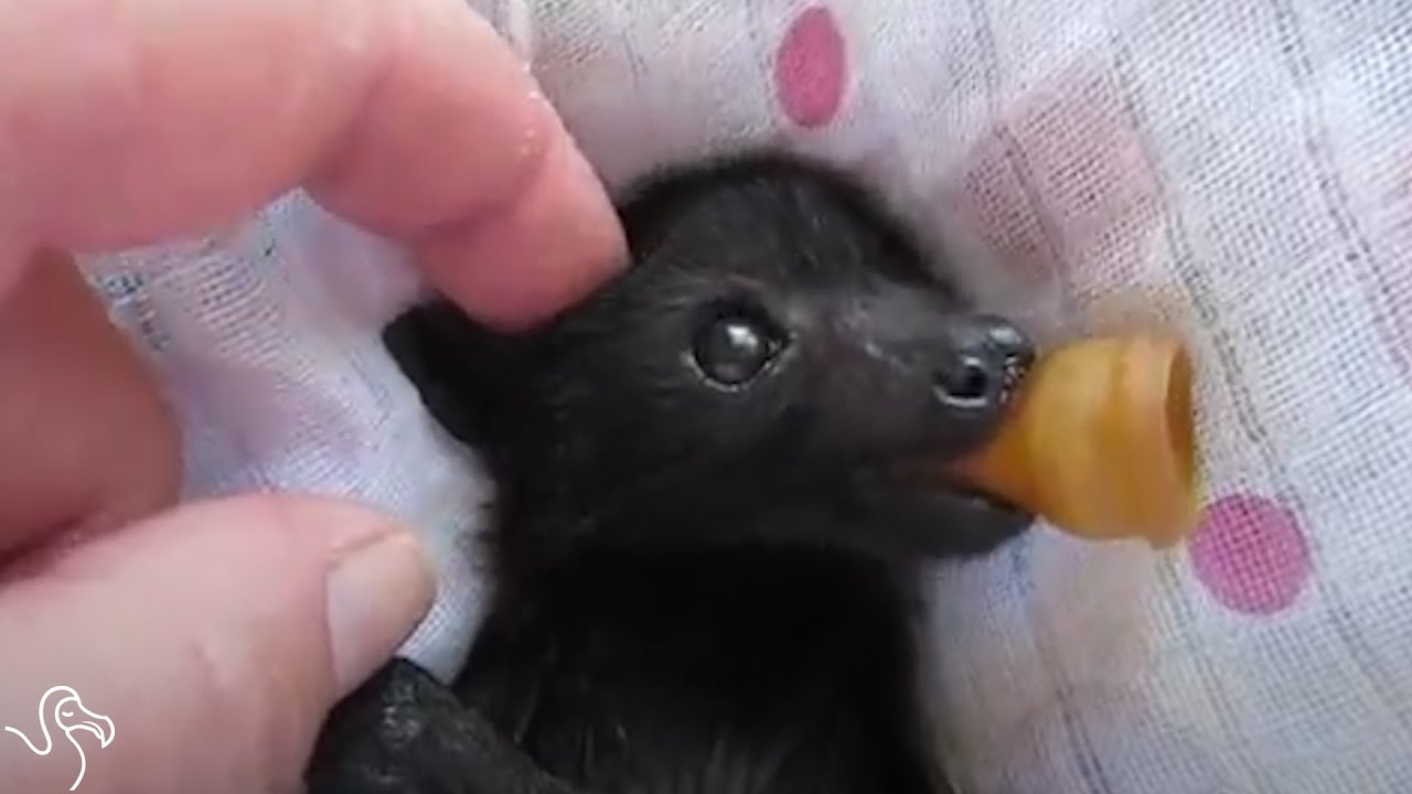 These Baby Bats Lost Their Moms, But They Aren&rsquo;t Alone