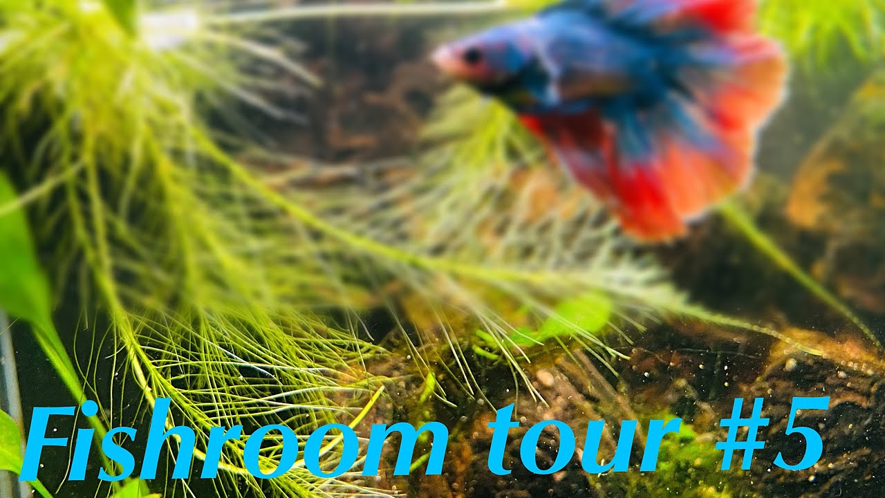 A Tour of My Fishroom: Exploring the Underwater World in My Home #5