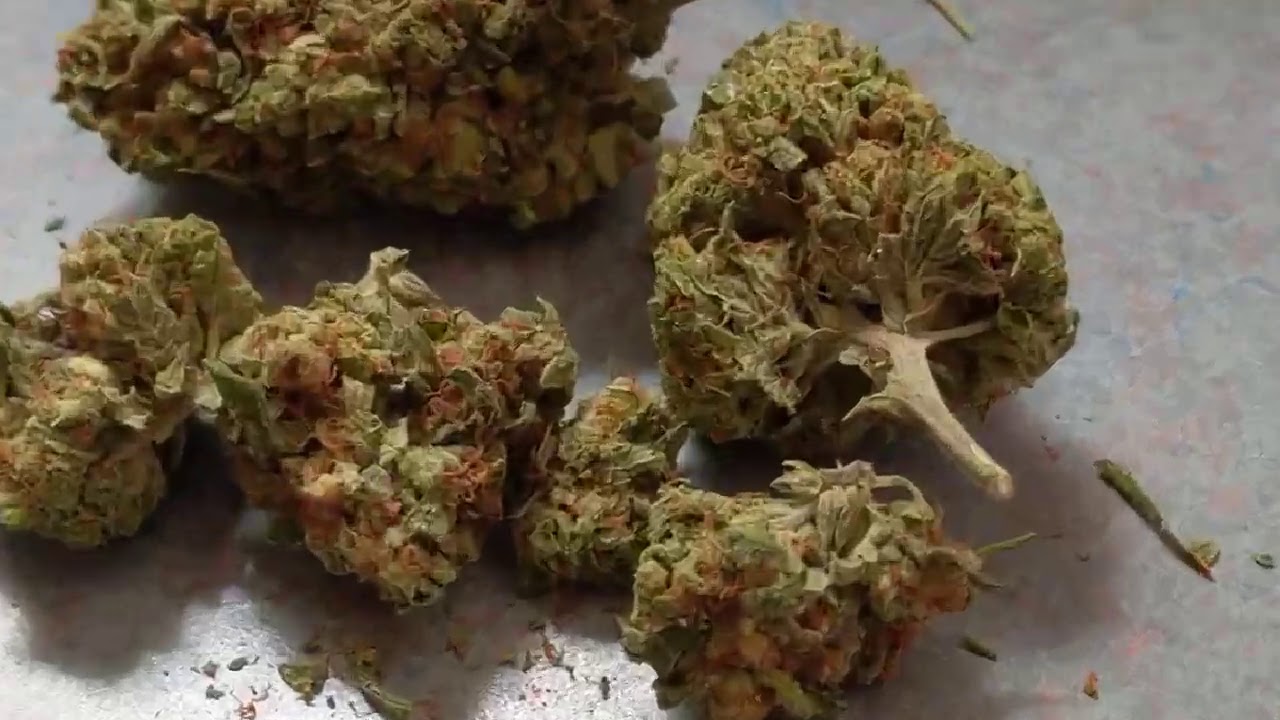 Zookies!