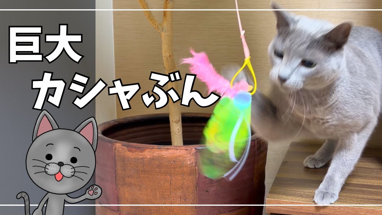 【カシャぶんスーパーロング】巨大化した猫じゃらしにロシアンブルー大興奮！