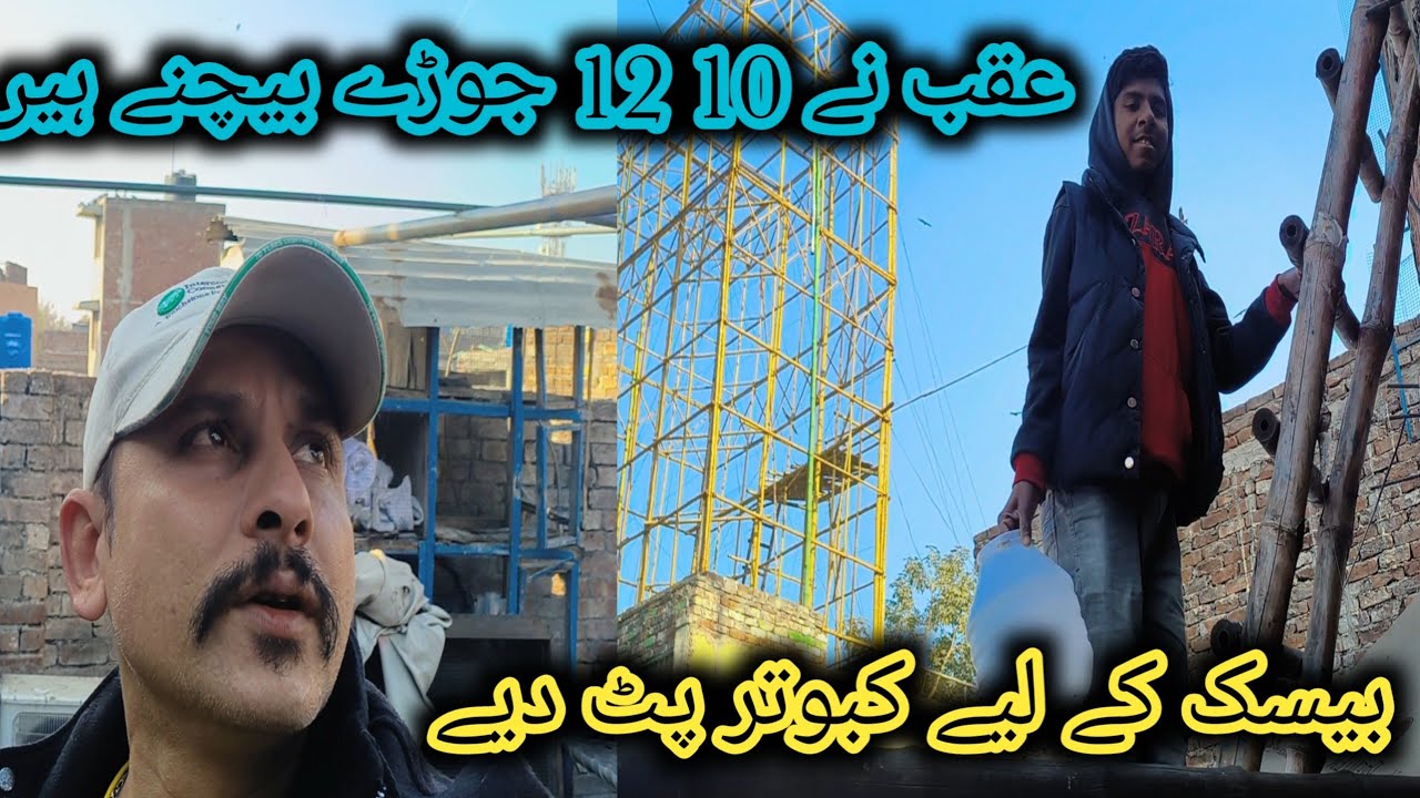 وساک کے لیے کبوتر پٹ دیے ہیں عاقب نے اپنے گھر سے 10 12 جوڑے بیچنے ہیں 03431456842