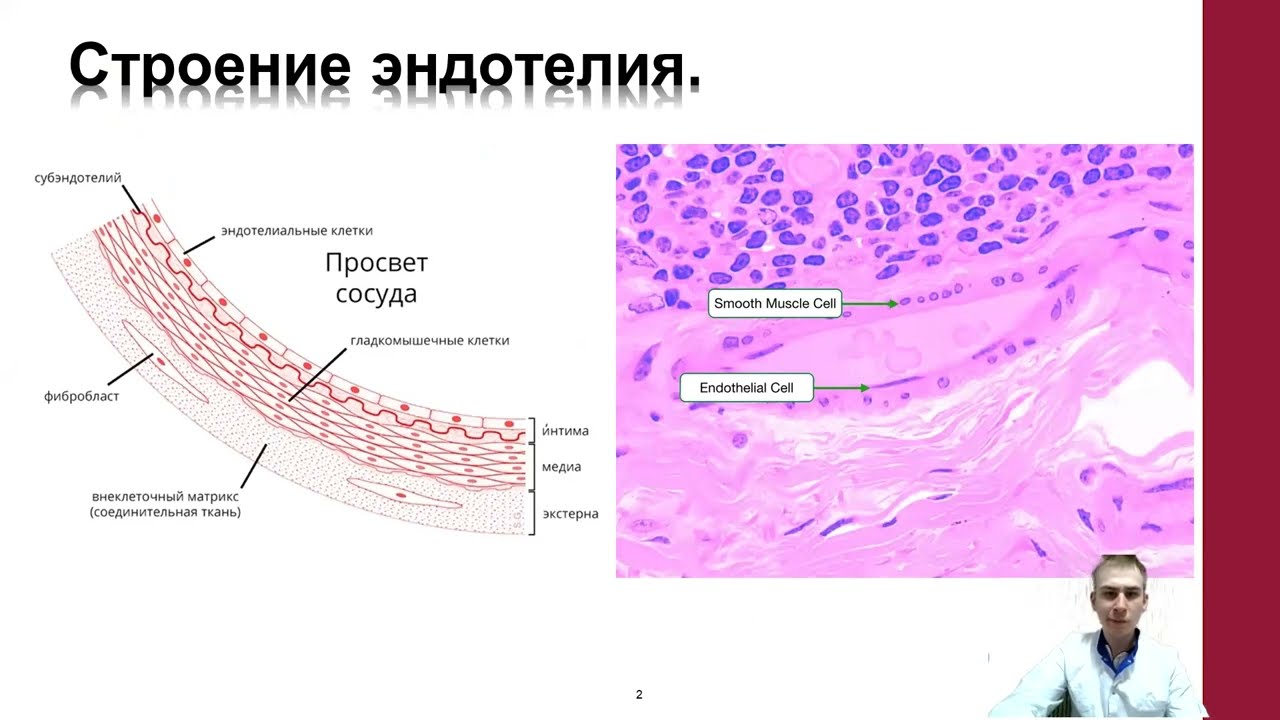 Эндотелиальная дисфункция.  Агранат Филипп Дмитриевич