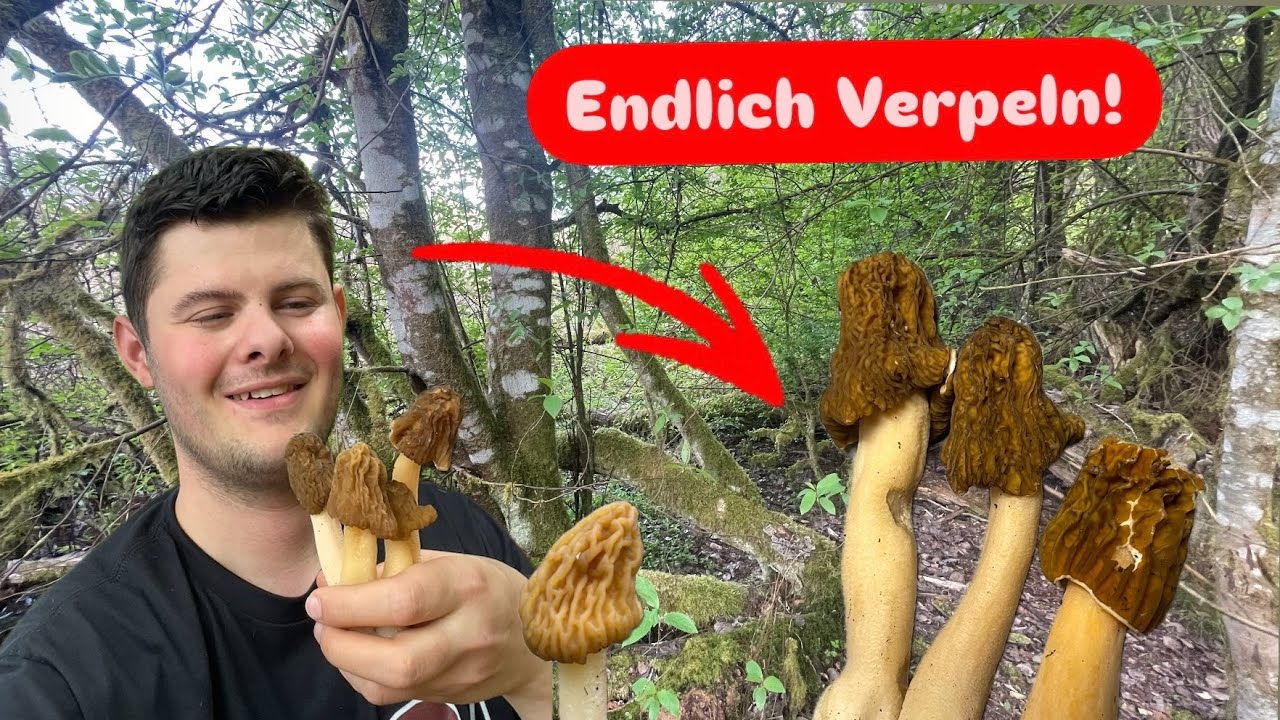B&ouml;hmische Verpeln - endlich Pilze nach der Trockenheit!