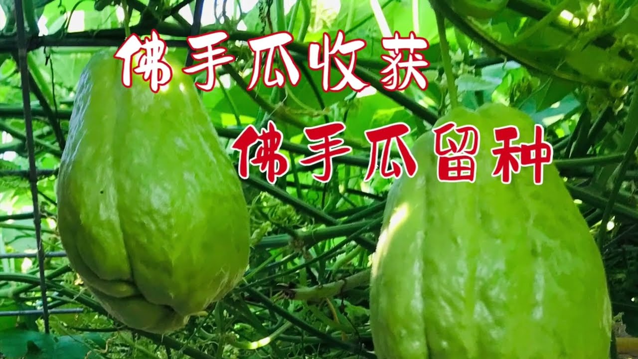 佛手瓜收获 # 佛手瓜留种 # 美国Oregon 后院种植分享 # 日常生活 