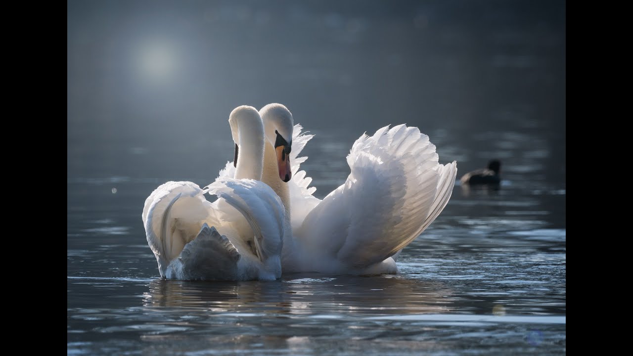 Lonely Widowed Goose Finds Love