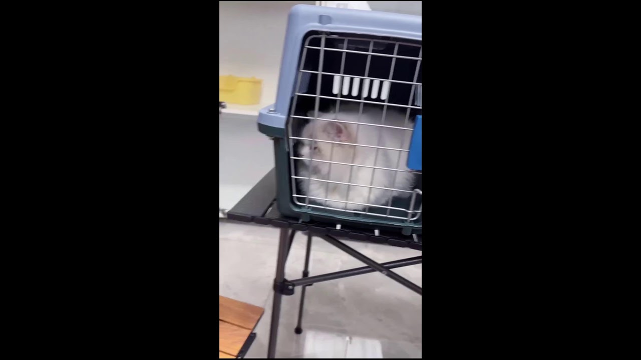 LIVE: POV Kitten Room | Cute Cattery Kittens Playing & Exploring | Subscribe for Daily Streams
