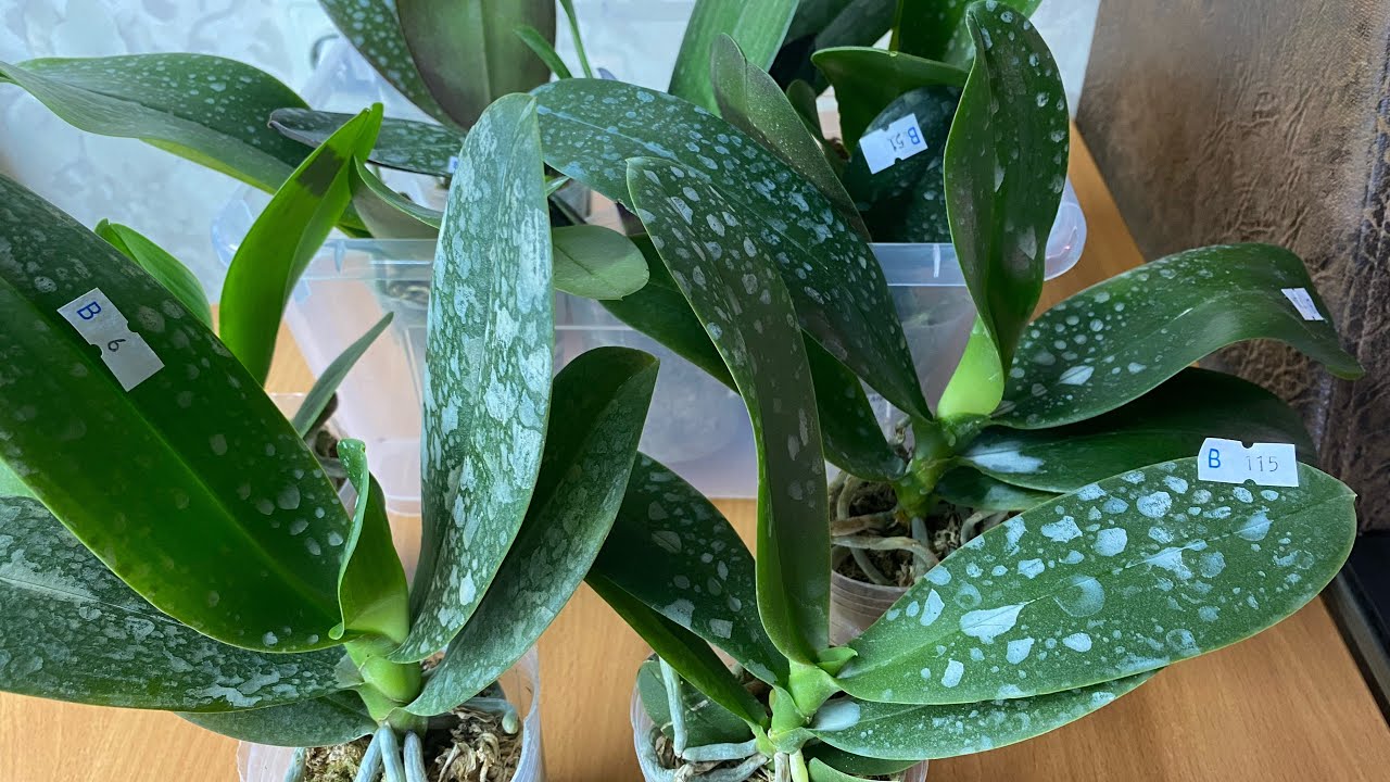 Шикарная посылка с азиатскими орхидеями от Magic orchids