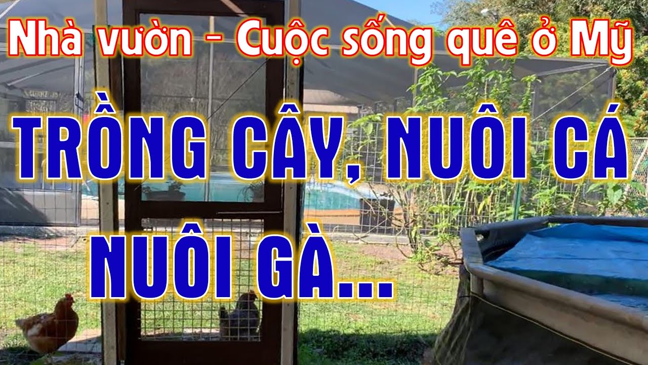 Nhà Vườn và Cuộc Sống Quê ở Mỹ - TRỒNG CÂY - NUÔI CÁ - NUÔI GÀ (Vlog 260)