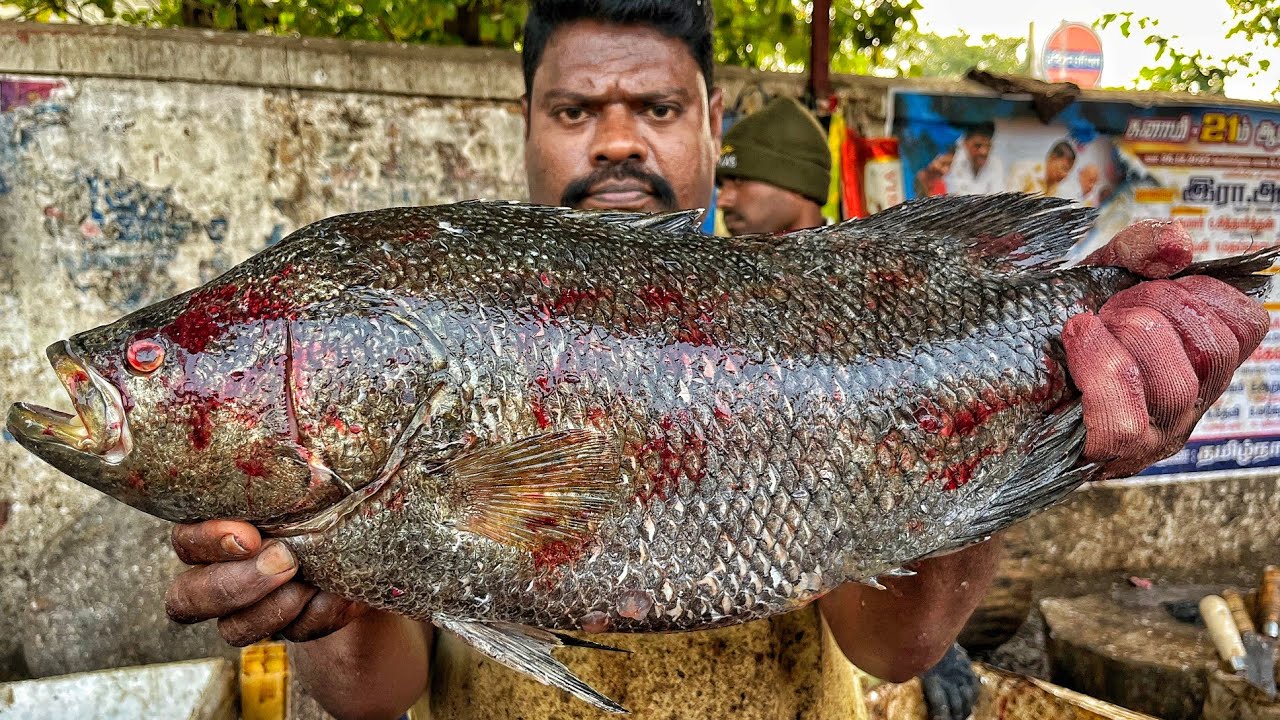 KASIMEDU SPEED SELVAM | HUGE SEA BASS FISH CUTTING VIDEO | 4K VIDEO | KM FISH CUTTING 