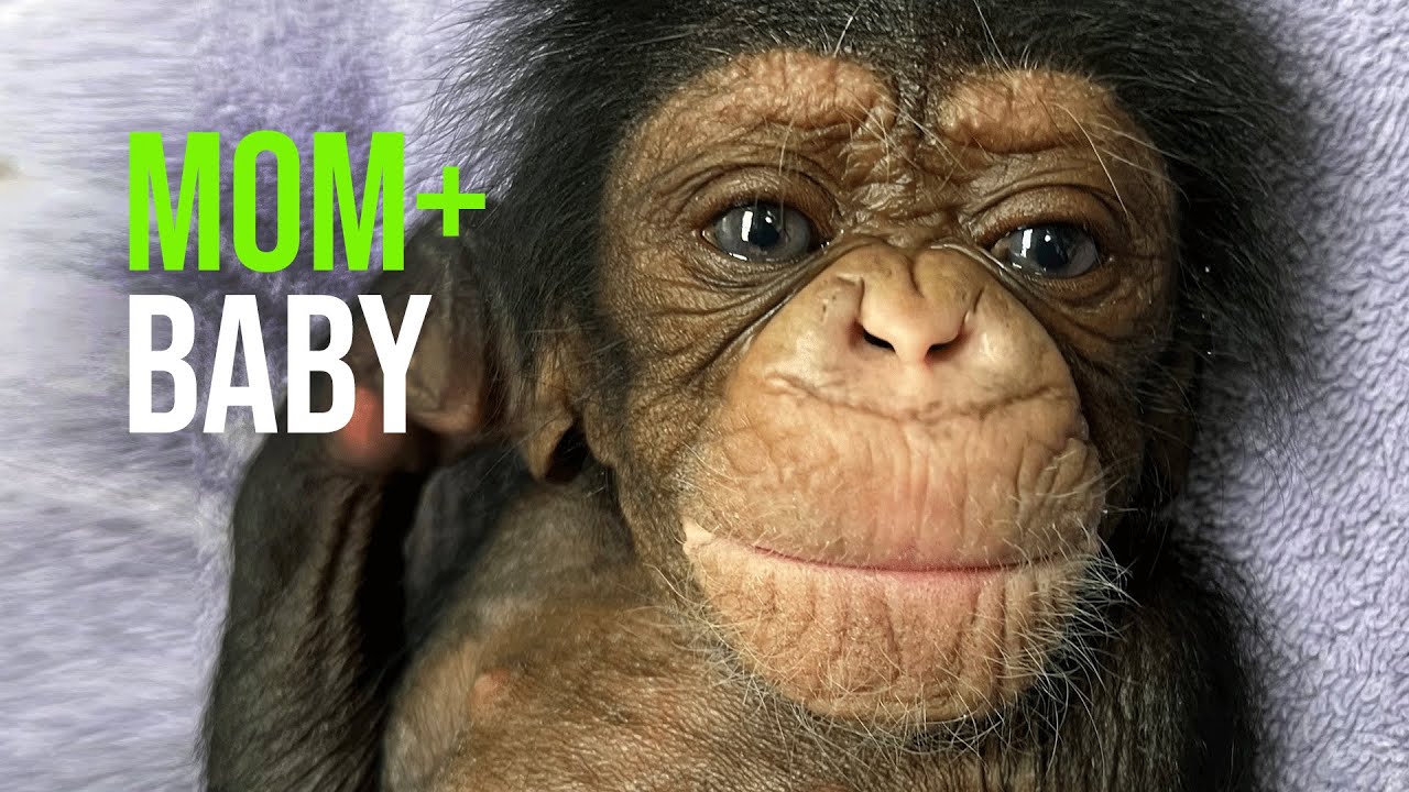 Chimpanzee Mother Mahale Reunited With Baby!