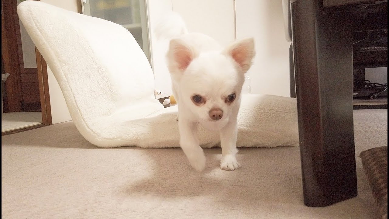 パパが横になると添い寝に来る可愛い犬！甘えん坊のチワワのコハク
